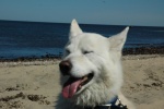 My handsome boy, Wolfie