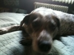 Droopy